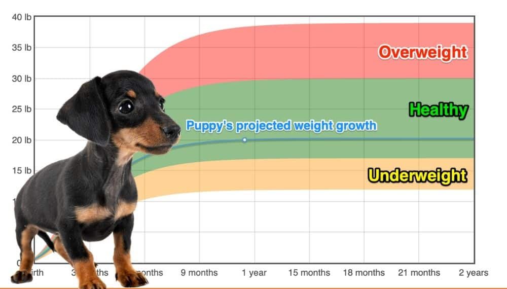 mini dachshund weight chart        
        <figure class=